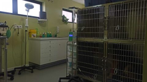 Sala de recuperación anestésica centro veterinario Alegrapet